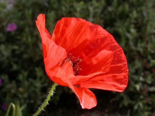 Coquelicot