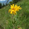 arnica_7439470432_o