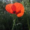 coquelicot_7395311232_o