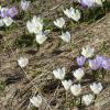 crocus-printannier_4705621686_o