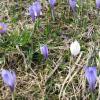 crocus-printannier_5630535071_o