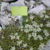 edelweiss_1453049959_o