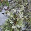 edelweiss_1453050333_o