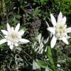 edelweiss_2887273253_o