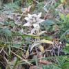 edelweiss_5085973274_o