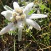 edelweiss_7842766806_o