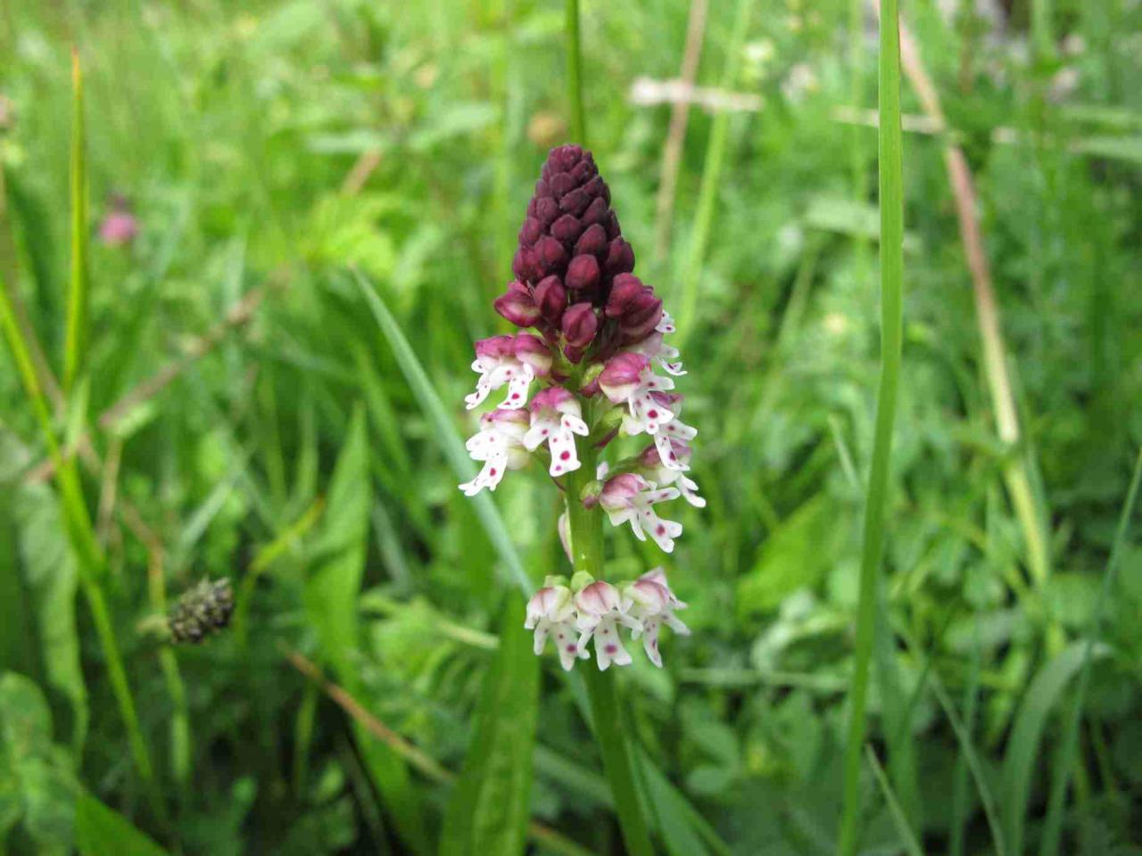 orchis-brl_7439488526_o