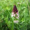 orchis-brl_7439488526_o