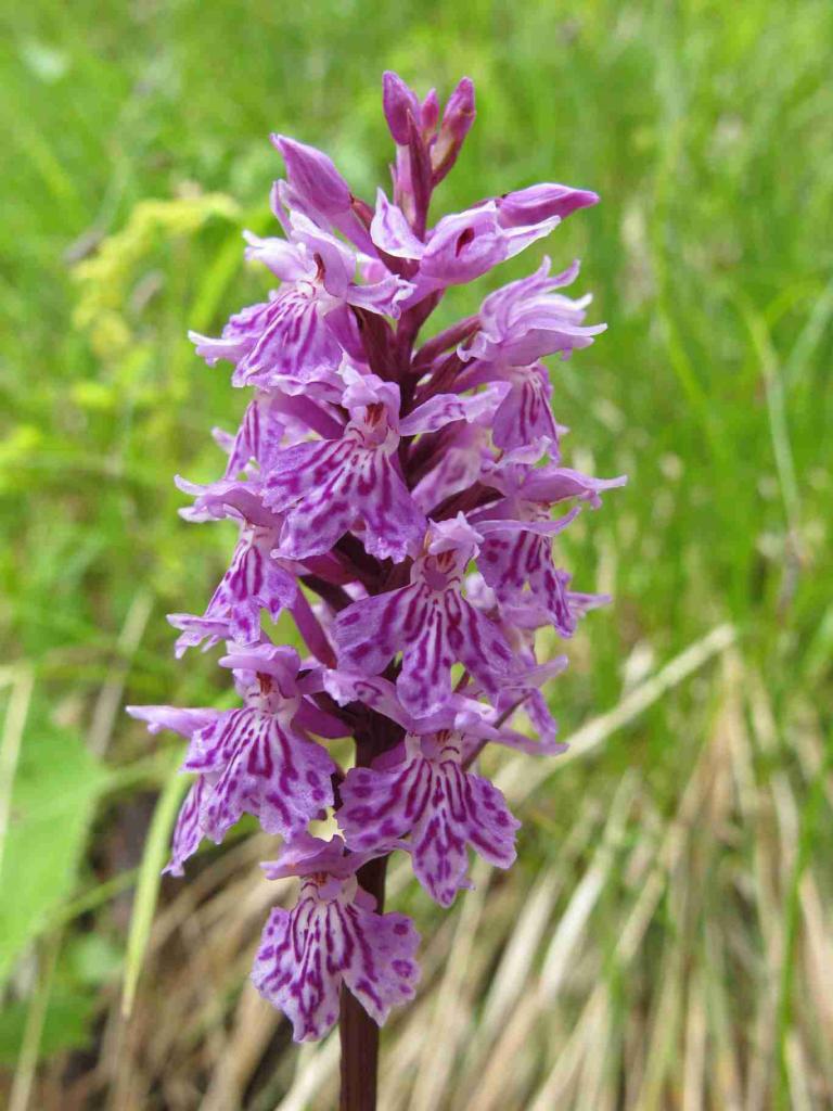 orchis-de-fuchs_5868558333_o