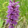 orchis-de-fuchs_5868558333_o