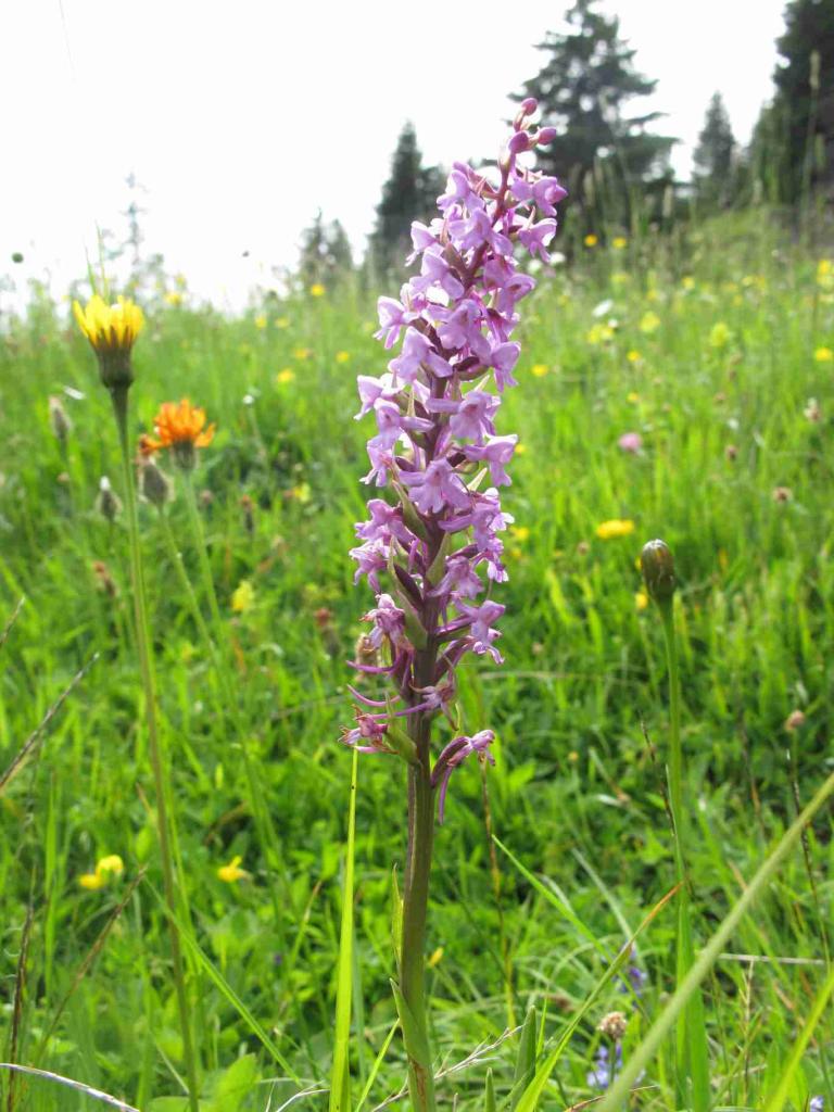 orchis-moustique_7439490044_o