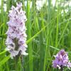 orchis-tachet_7439490646_o