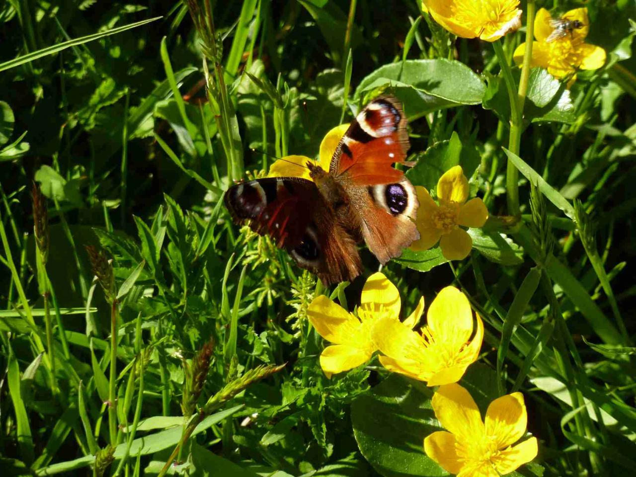 populage-des-marais-et-paon-du-jour_4705644534_o