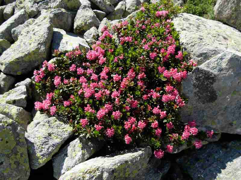 rhododendron_2191281667_o