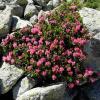 rhododendron_2191281667_o