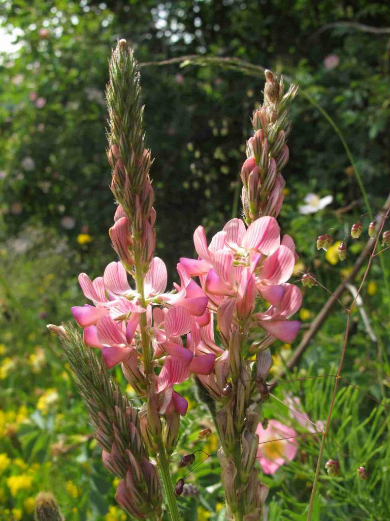 sainfoin_7439508404_o