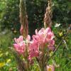 sainfoin_7439508404_o