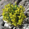 saxifrage-des-ruisseaux_14933790910_o