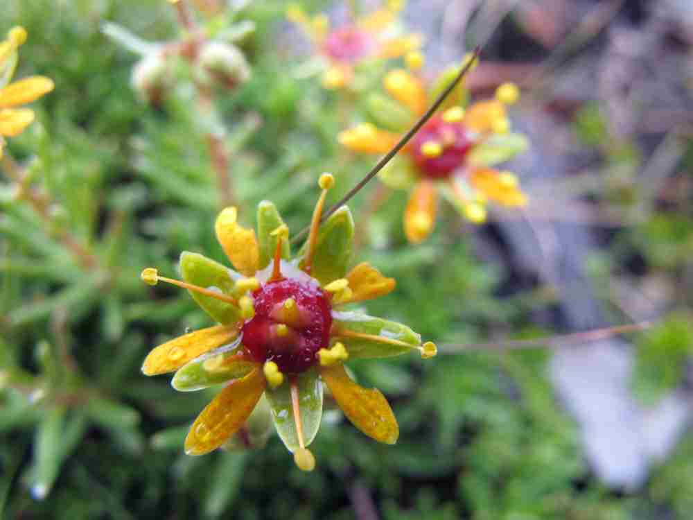 saxifrage-des-ruisseaux-faux-aizoon_6056777820_o