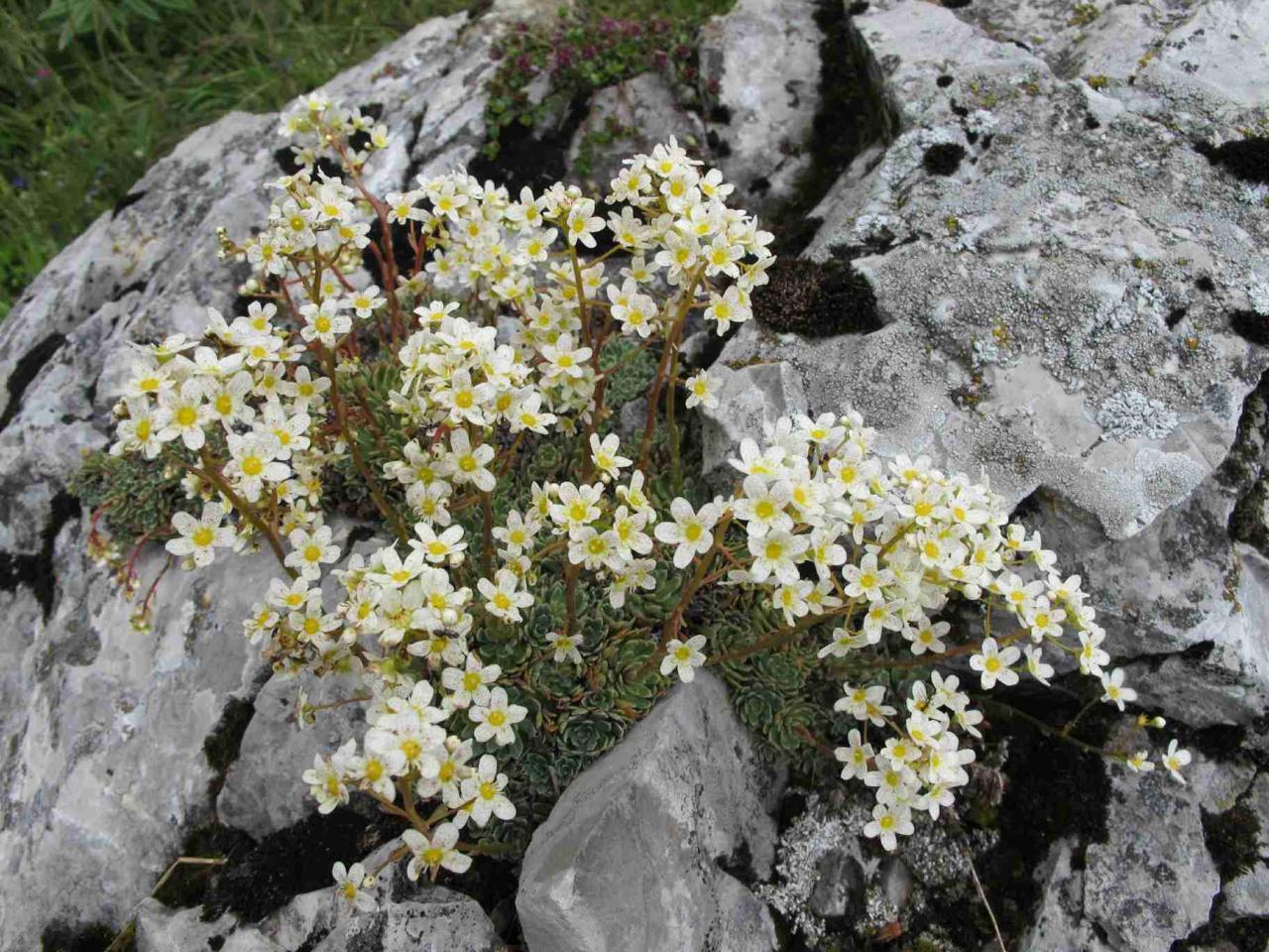 saxifrage-panicule_5836360671_o