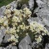 saxifrage-panicule_5836360671_o