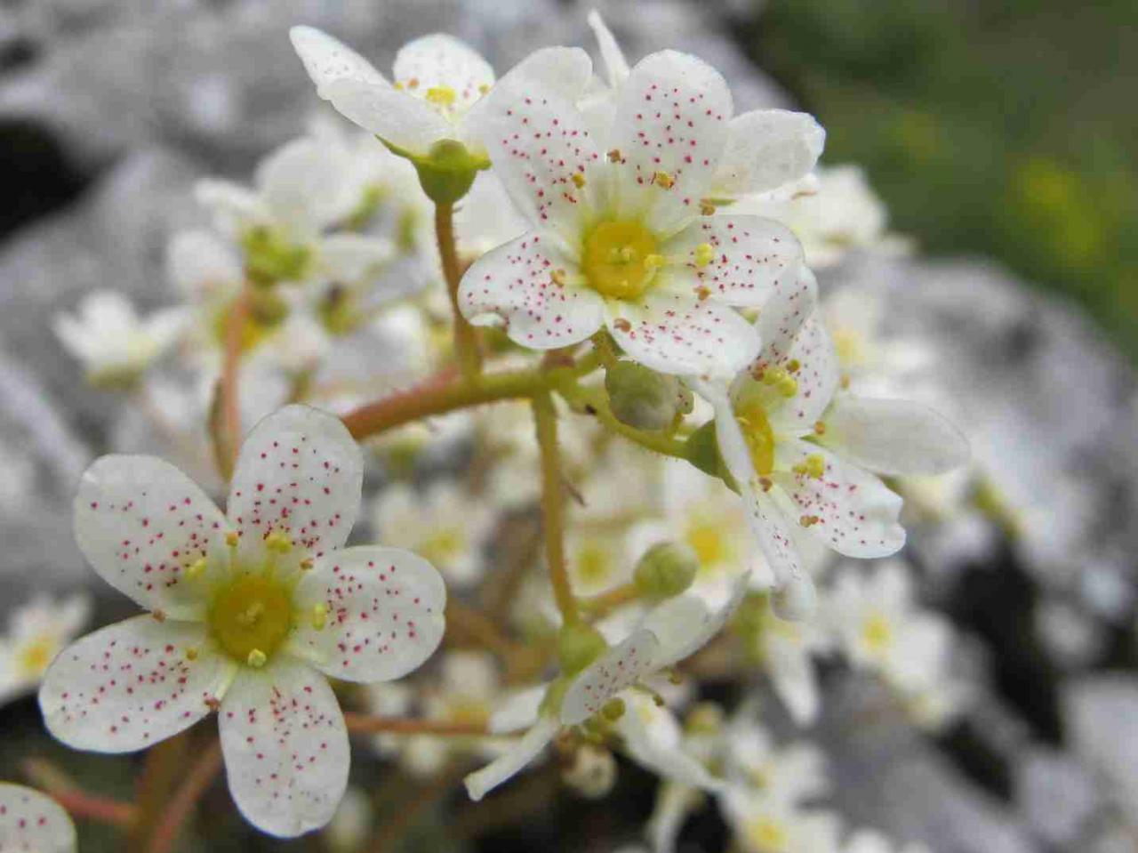 saxifrage-panicule_5836909282_o