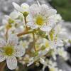 saxifrage-panicule_5836909282_o