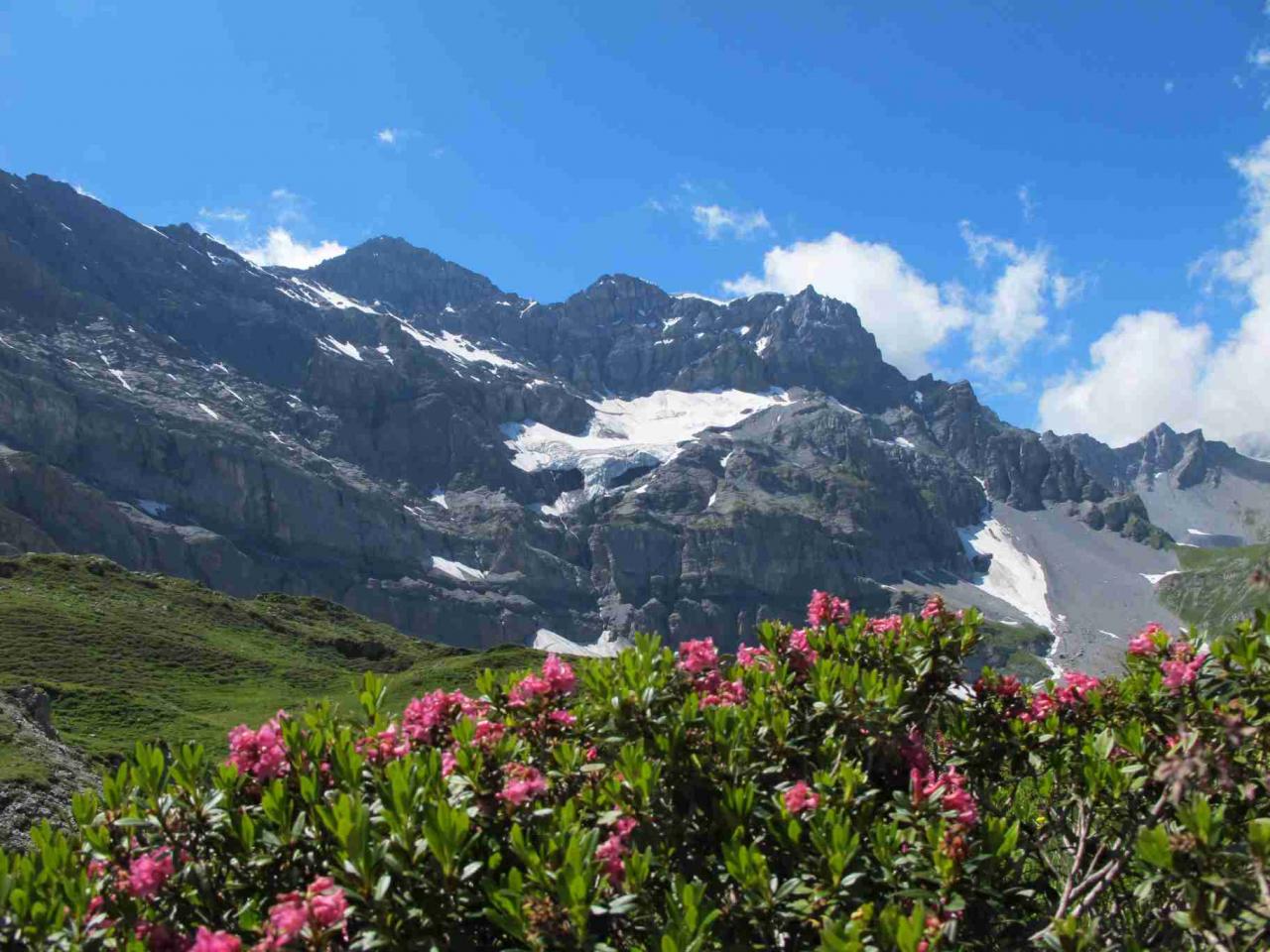 tour-sallire-et-rhododendrons_5907952724_o