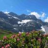 tour-sallire-et-rhododendrons_5907952724_o