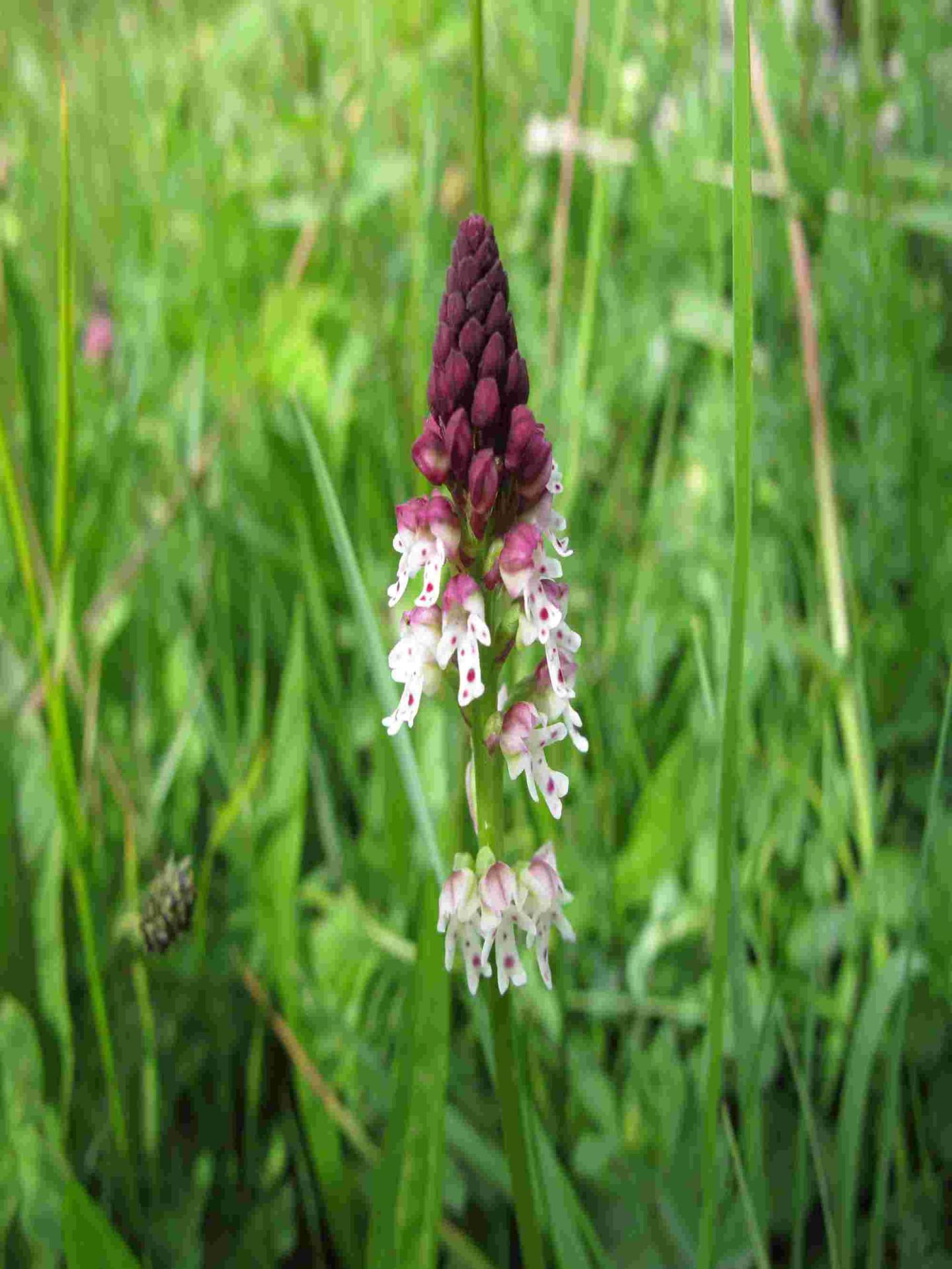 Orchis brl 7439488526 o